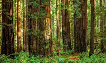 LOS PARQUES DEL SILENCIO, UN REFUGIO CONTRA EL RUIDO