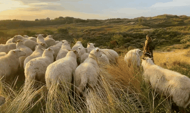 Confort y sostenibilidad: La revolución de la lana IZZER